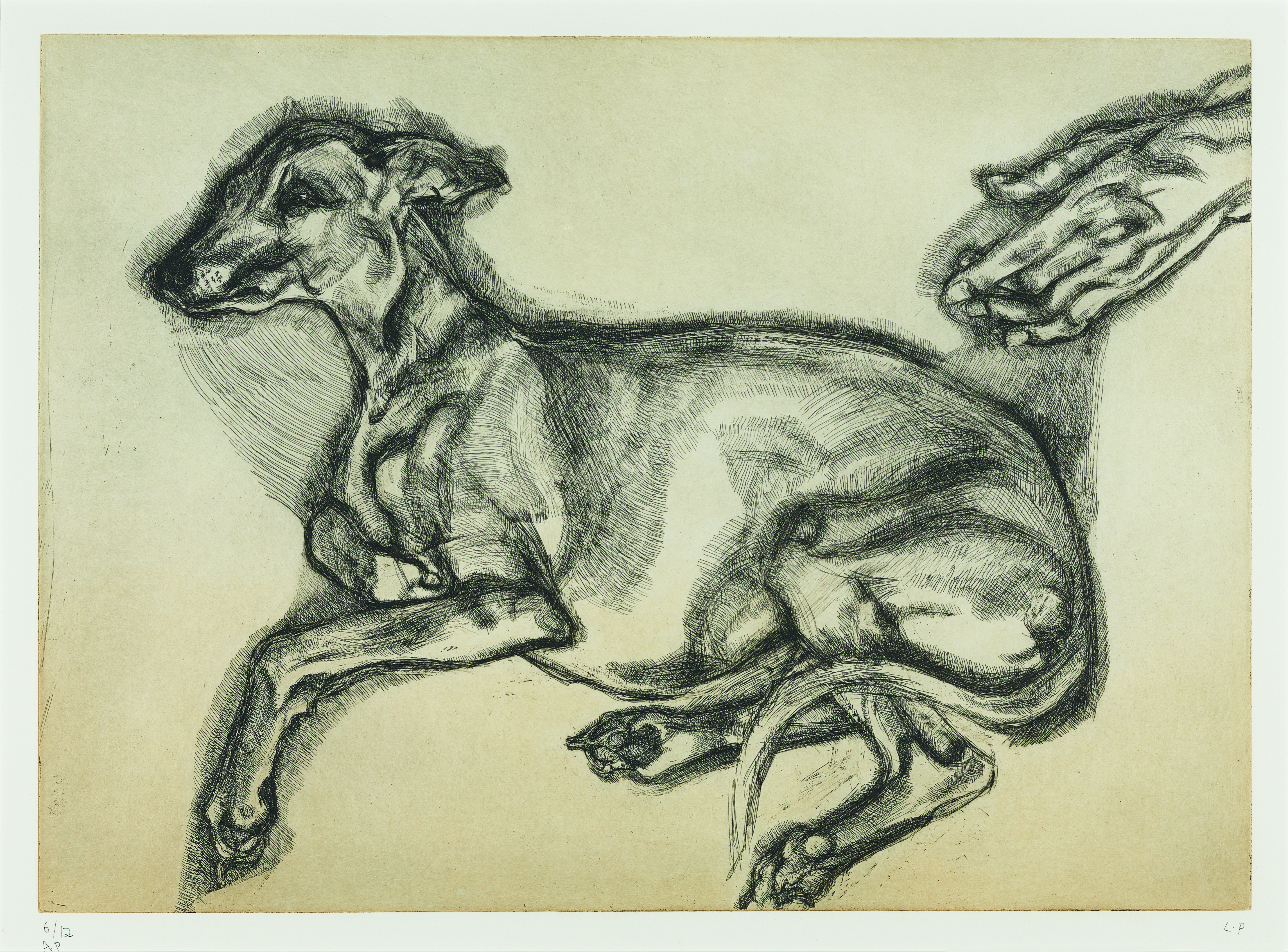 Lucian Freud black and white sketch of Pluto the dog